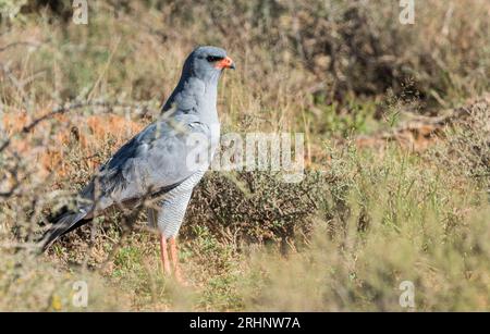 Adult Pale chanting goshawk (Melierax canorus) in the wild at Karoo national park, South Africa standing in grass vegetation close up Stock Photo