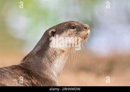 A smooth coated otter rests outside the entrance to its riverbank holt under a bridge, Singapore Stock Photo