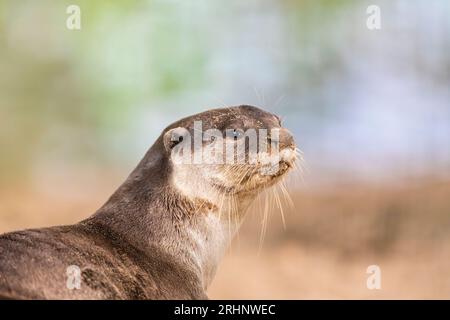 A smooth coated otter rests outside the entrance to its riverbank holt under a bridge, Singapore Stock Photo