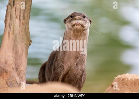 A smooth coated otter rests outside the entrance to its riverbank holt under a bridge, Singapore Stock Photo