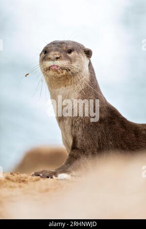 A smooth coated otter rests outside the entrance to its riverbank holt under a bridge, Singapore Stock Photo