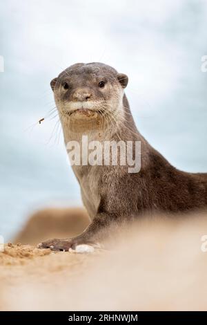 A smooth coated otter rests outside the entrance to its riverbank holt under a bridge, Singapore Stock Photo