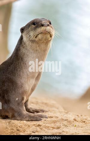 A smooth coated otter rests outside the entrance to its riverbank holt under a bridge, Singapore Stock Photo