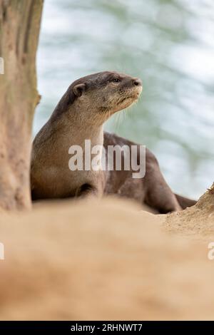 A smooth coated otter rests outside the entrance to its riverbank holt under a bridge, Singapore Stock Photo