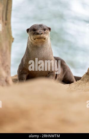 A smooth coated otter rests outside the entrance to its riverbank holt under a bridge, Singapore Stock Photo