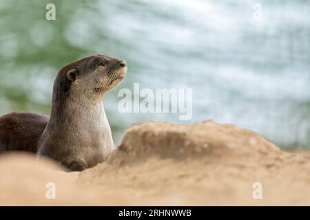 A smooth coated otter rests outside the entrance to its riverbank holt under a bridge, Singapore Stock Photo