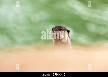 A smooth coated otter rests outside the entrance to its riverbank holt under a bridge, Singapore Stock Photo