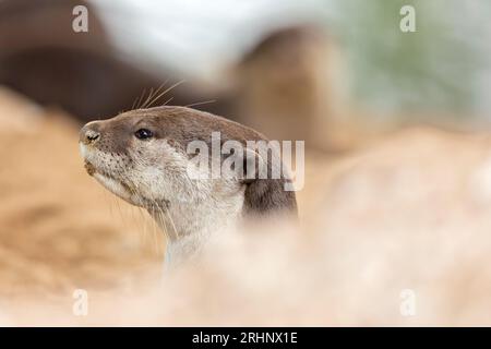 A smooth coated otter rests outside the entrance to its riverbank holt under a bridge, Singapore Stock Photo