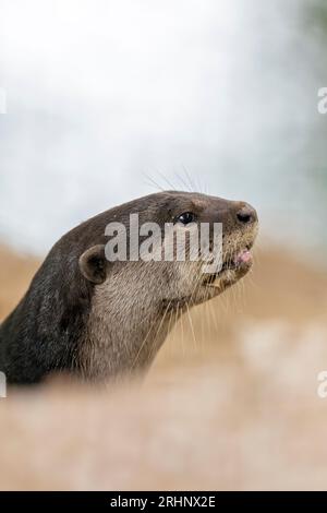 A smooth coated otter rests outside the entrance to its riverbank holt under a bridge, Singapore Stock Photo