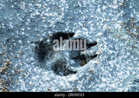 Printed footprint of red fox in wet mud of salt marsh, foiling. The main difference from the dog's footprint is that the side fingers (without claws) Stock Photo