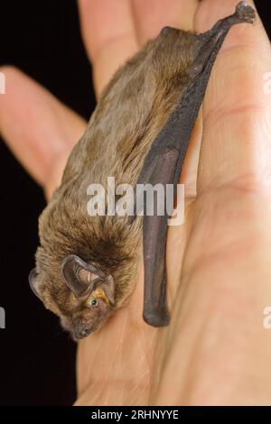 The lesser noctule, Leisler's bat or the Irish bat (Nyctalus leisleri) on the hand of a chiropterologist Stock Photo