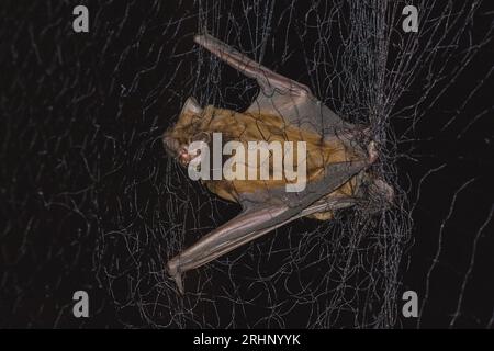 The common noctule bat (Nyctalus noctula) in the net trap for bats Stock Photo