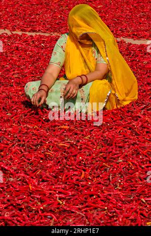 India, Rajasthan, chilli drying and sorting by women Stock Photo - Alamy
