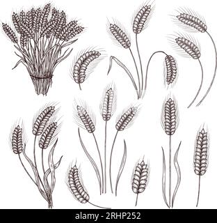 Sketch wheat. Vintage hand drawn harvest wheat stalks, detailed ears of wheat and bouquet of stems. Agricultural floral vector illustration set Stock Vector