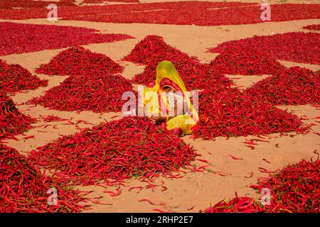 India, Rajasthan, chilli drying and sorting by women Stock Photo - Alamy