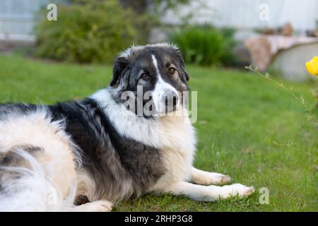 Mongrel dog lying on the grass and looks at the camera. Young beautiful shepherd mestizo from the shelter. Selective focus, close-up. Stock Photo