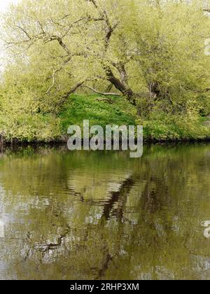 The river Tees at Yarm neat Stockton on Tees, Teesside, England, UK Stock Photo