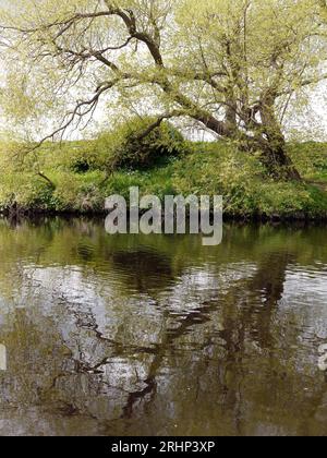 The river Tees at Yarm neat Stockton on Tees, Teesside, England, UK Stock Photo