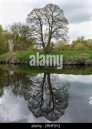 The river Tees at Yarm neat Stockton on Tees, Teesside, England, UK Stock Photo