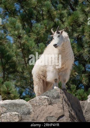 Mountain goat male billy standing on the mountain, Colorado, USA Stock Photo