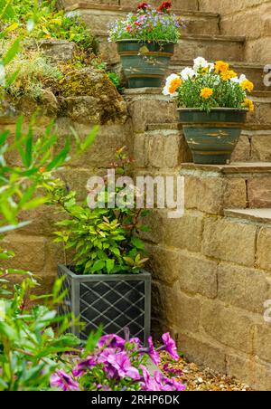 Planters and pots in a patio garden in summer containing pot plants including lobelia, marigolds and petunias with walls and steps on different levels Stock Photo
