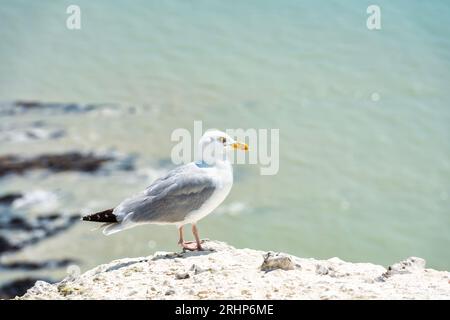 Seagull resting on Beachy Head near Eastbourne in East Sussex, England Stock Photo