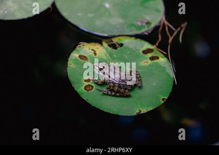 Upside view of a frog sitting on a water leaf floating on a pond Stock Photo