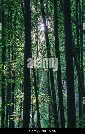 Bamboo forest seen from the inside, with long wide canes groing several meters off the ground and subtle light coming through the leaves. Stock Photo