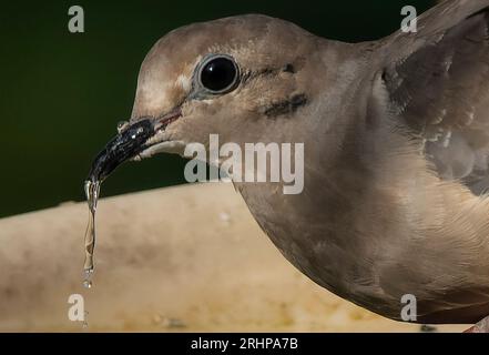 A Mourning Dove on the bird bath Stock Photo