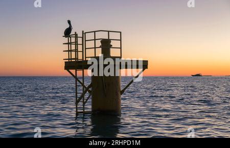 Key West, Florida, USA. View across the Gulf of Mexico from Mallory Square, dusk, brown pelican, Pelecanus occidentalis, in typical pose, Old Town. Stock Photo