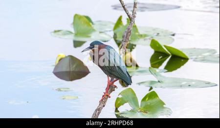 Everglades National Park, Florida, USA. Green heron, Butorides virescens, perching over water beside the Anhinga Trail. Stock Photo