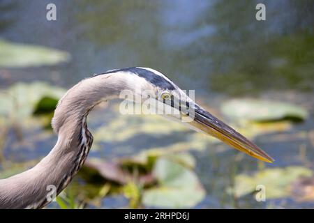 Everglades National Park, Florida, USA. Great blue heron, Ardea herodias, stalking prey beside trail in Shark Valley. Stock Photo