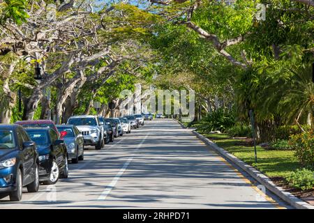 Naples, Florida, USA. View along tree-lined 6th Street South, a residential road off 5th Avenue South, the city's most exclusive shopping street. Stock Photo