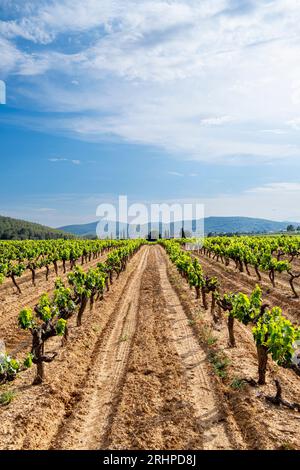 Vineyard in the wine region of the Penedes designation of origin in the province of Barcelona in Catalonia Spain Stock Photo
