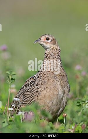 Female Pheasant (Phasianus colchicus) in wildflower field Stock Photo