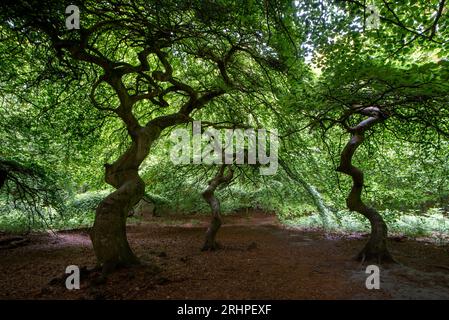 Witch forest, cripple beech, Süntel beech, Lietzow, Rügen Island, Mecklenburg-Western Pomerania, Germany Stock Photo