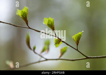 young unfolding leaves of copper beech in spring, Pfälzerwald Nature Park, Pfälzerwald-Nordvogesen Biosphere Reserve, Rhineland-Palatinate, Germany Stock Photo