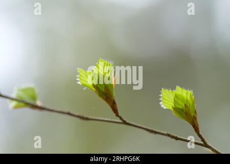 young unfolding leaves of copper beech in spring, Pfälzerwald Nature Park, Pfälzerwald-Nordvogesen Biosphere Reserve, Rhineland-Palatinate, Germany Stock Photo