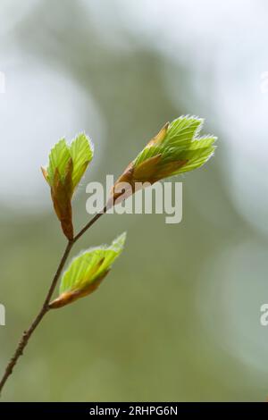 young unfolding leaves of copper beech in spring, Pfälzerwald Nature Park, Pfälzerwald-Nordvogesen Biosphere Reserve, Rhineland-Palatinate, Germany Stock Photo