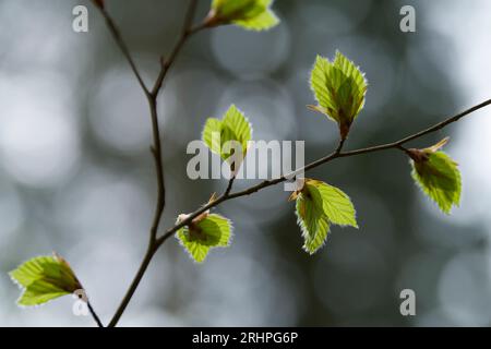 young unfolding leaves of copper beech in spring, Pfälzerwald Nature Park, Pfälzerwald-Nordvogesen Biosphere Reserve, Rhineland-Palatinate, Germany Stock Photo