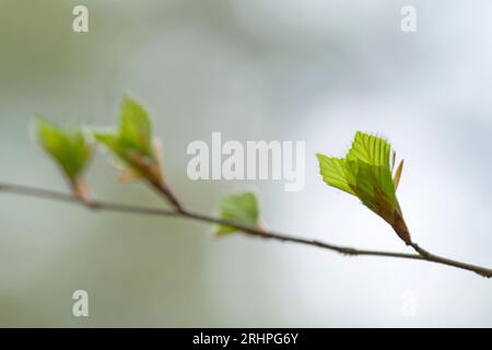 young unfolding leaves of copper beech in spring, Pfälzerwald Nature Park, Pfälzerwald-Nordvogesen Biosphere Reserve, Rhineland-Palatinate, Germany Stock Photo