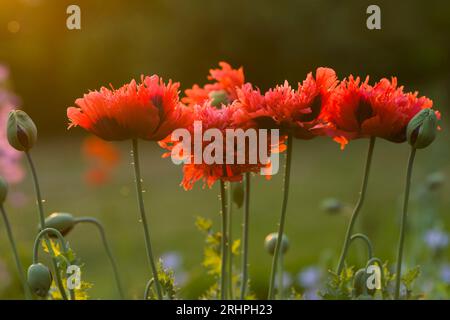bright red fringed flowers of ornamental poppy (Papaver), evening light, Germany Stock Photo