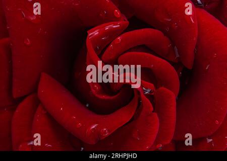 dark red rose with drops isolated Stock Photo