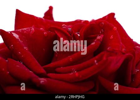 dark red rose with drops isolated Stock Photo