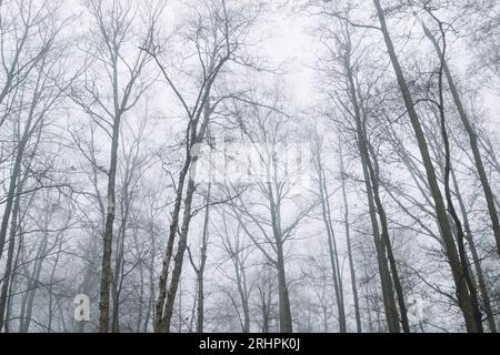 Forest walk on a gloomy January day Stock Photo