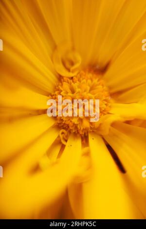 Marigold close up Stock Photo