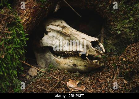 Hike in September 2020 in the Silberbachtal in Horn Bad Meinberg before the great destruction of the forest by the bark beetle or the felling work. Stock Photo