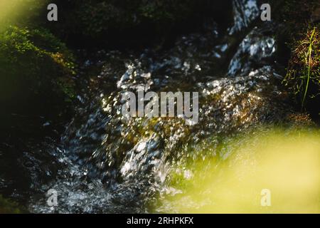 Hike in September 2020 in the Silberbachtal in Horn Bad Meinberg before the great destruction of the forest by the bark beetle or the felling work. Stock Photo