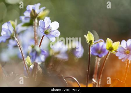 Liverworts on the Jakobsberg in Steinhagen Stock Photo