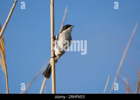 Fiscal Flycatcher (Sigelus silens) near Hermanus, Overberg, South Africa. Stock Photo